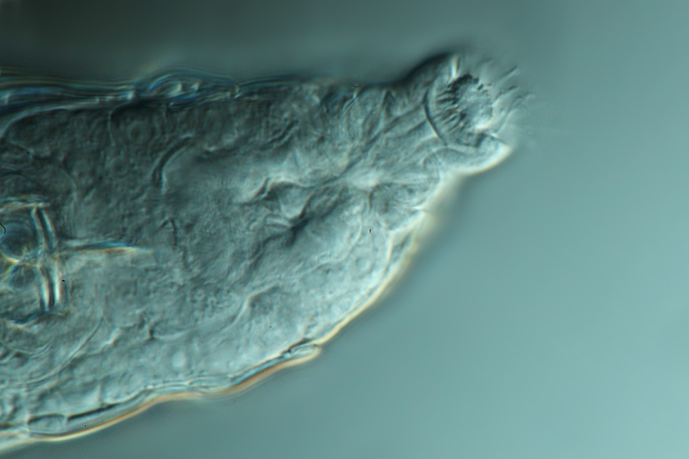 Bewohner Belebtschlamm Mikrofotografie und Makrofotografie